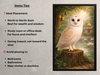 Vastu tips for placing white owl painting to attract wisdom, wealth and protection according to Vastu Shastra.